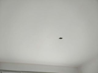 墙、顶面腻子批嵌