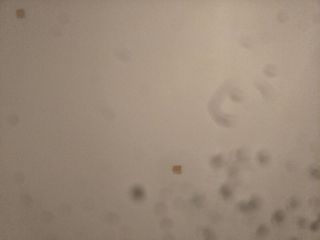 墙、顶面乳胶漆