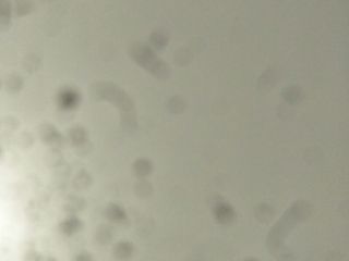 墙、顶面乳胶漆
