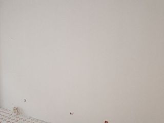 墙、顶面乳胶漆