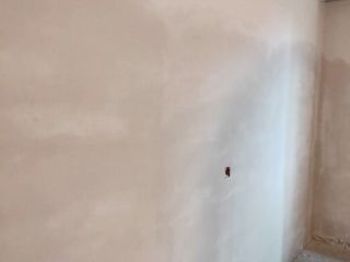 墙、顶面腻子批嵌