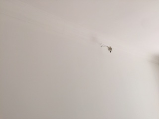 墙、顶面乳胶漆