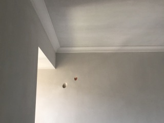 墙、顶面腻子批嵌