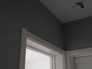 墙、顶面乳胶漆