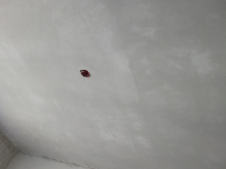 墙、顶面腻子批嵌