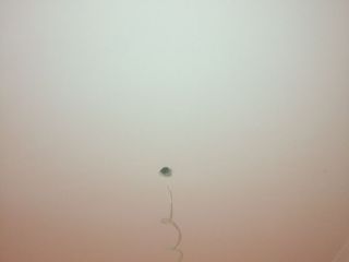 墙、顶面腻子批嵌