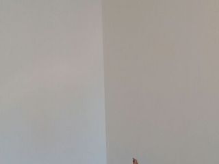 墙、顶面乳胶漆