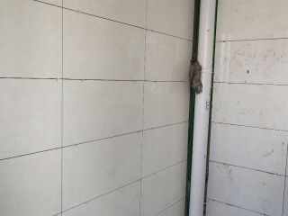 厨房、卫生间墙砖施作